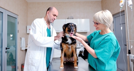 AUXILIAR VETERINÁRIO, SAIBA TUDO!!